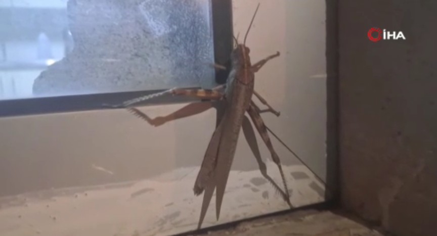 Gören bir daha baktı, boyutu şaşkınlık oluşturdu