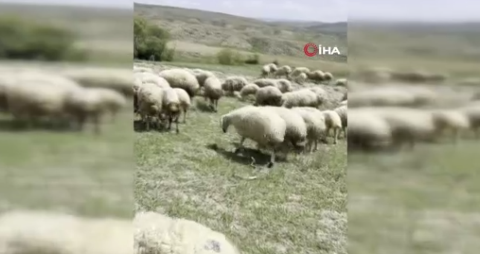 koyun sürüsüne yılan saldırdı! O anlar kamerada