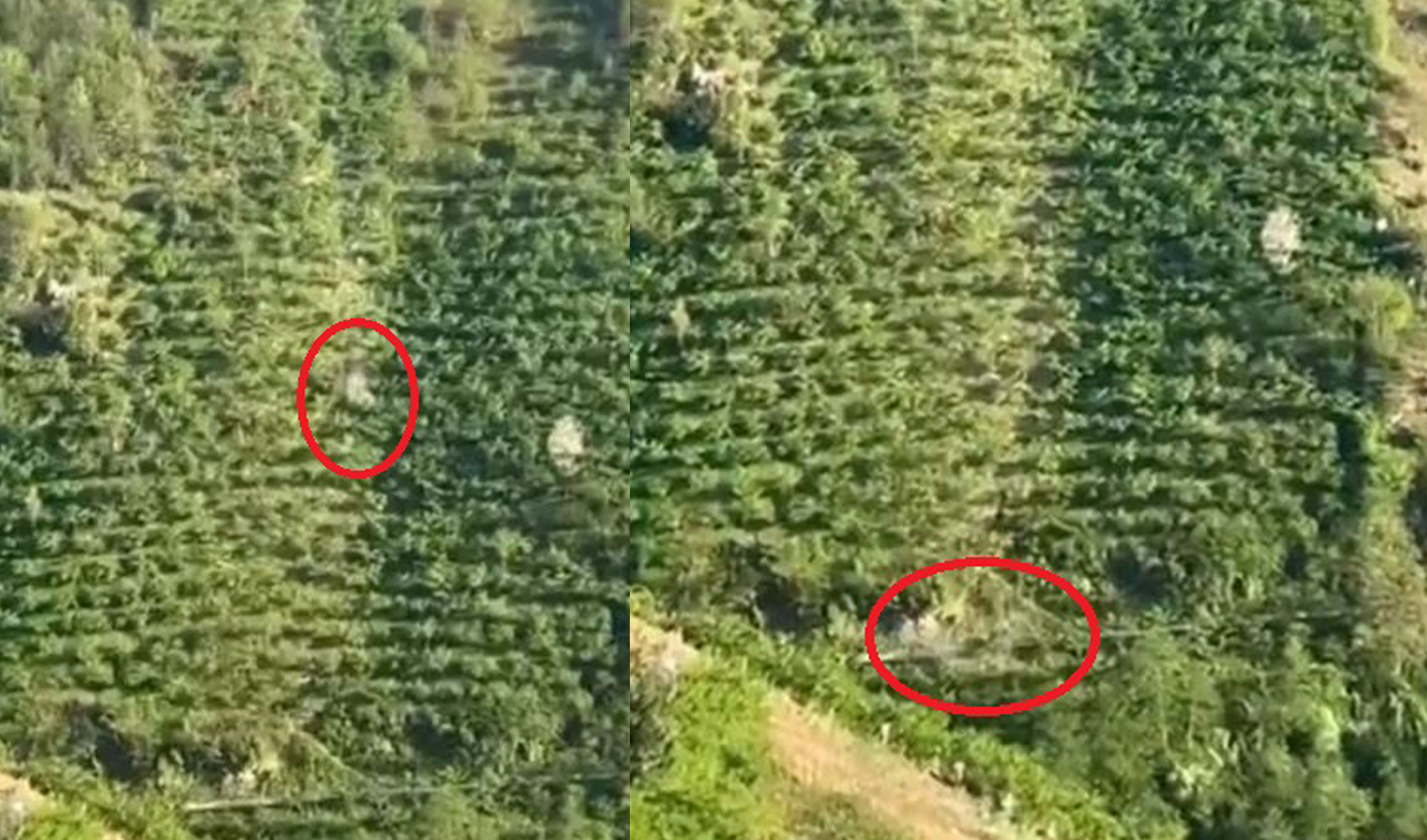 Kamyonetin dik yamaçtan yuvarlandığı kaza kamerada! 