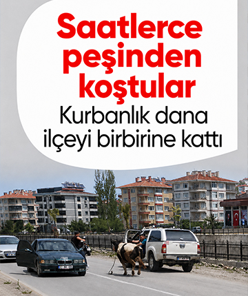Saatlerce peşinden koştular: Kurbanlık dana ilçeyi birbirine kattı