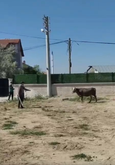 Görüntüler Konya’dan! Kurbanlık boğa sahibini yerde sürükledi