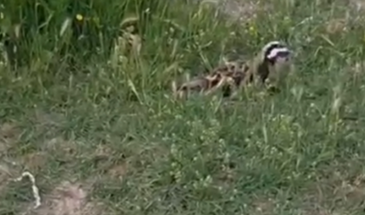 Bu hayvan Konya’da ikinci kez görüldü! İsmini bilen çok az kişi var