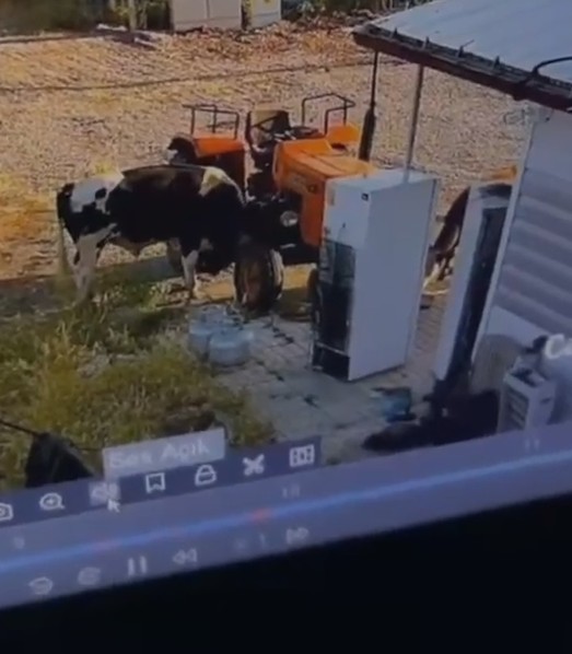 Yer Konya! Kaşınmak isteyen tosun traktörü çalıştırdı, araç barakaya çarptı
