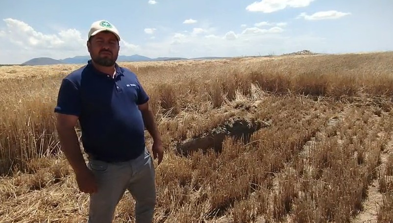 Konya’da hasat sırasında obruk paniği!
