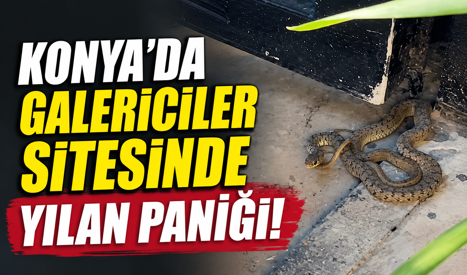 Konya’da galericiler sitesinde yılan paniği!