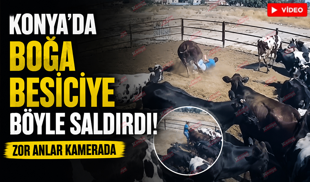 Konya’da boğa besiciye böyle saldırdı! Zor anlar kamerada
