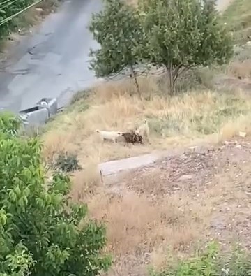 Sokak köpekleri 2 keçiyi telef etti! O anlar kamerada 