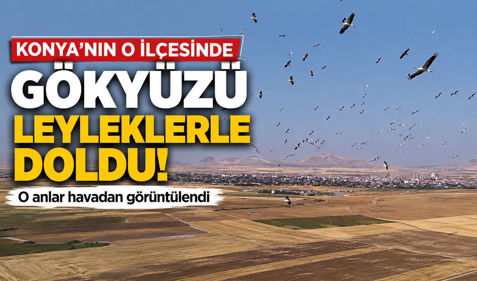	Konya’nın o ilçesinde gökyüzü leyleklerle doldu! O anlar havadan görüntülendi
