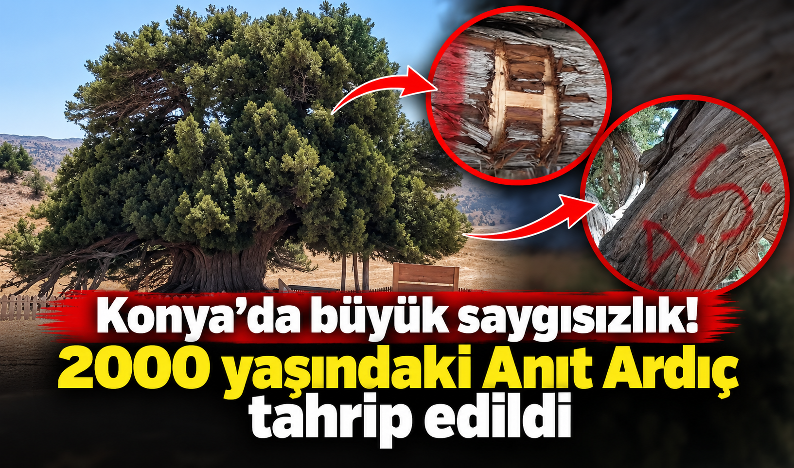 Konya’da büyük saygısızlık! 2000 yaşındaki Anıt Ardıç tahrip edildi